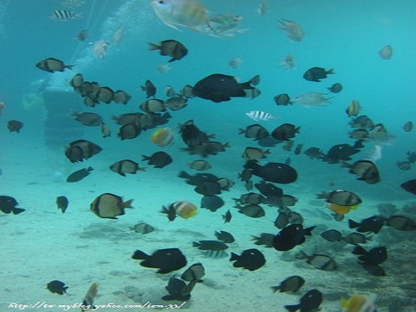 Boracay Sea Walking Experience 