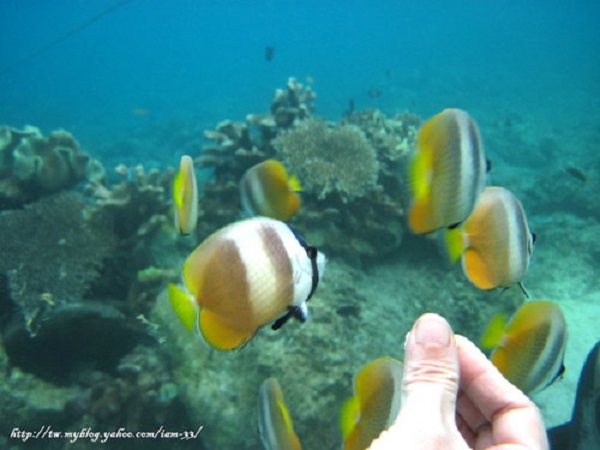 Boracay Sea Walking Experience 