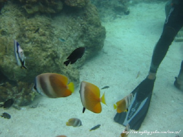 Boracay Sea Walking Experience 