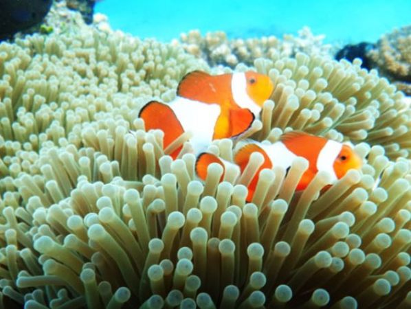 Boracay｜Diving and Beauty package (Three in one, 1 day experience)