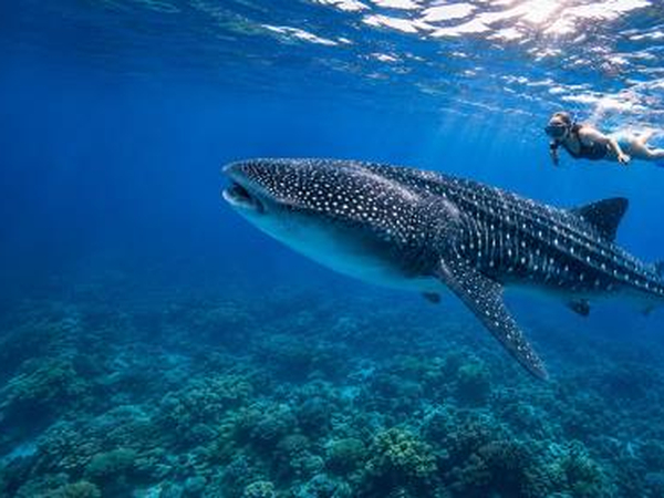 長灘島|鯨鯊共游 Whale Shark-Libertad 海洋生態體驗