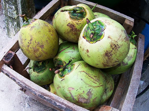 Coconut Juice