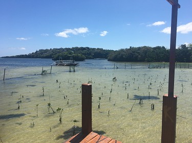 Mangrove