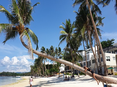 Famous coconut tree