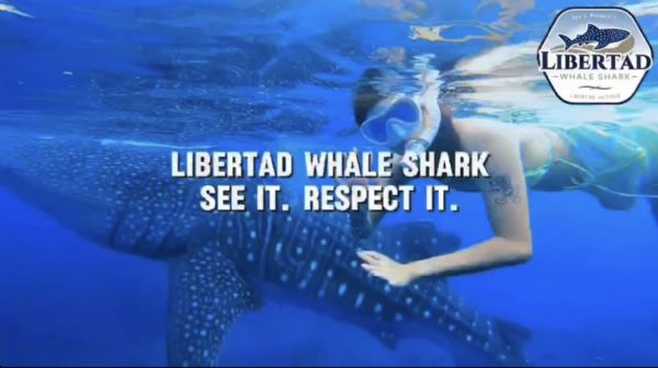 Libertad Whale Shark