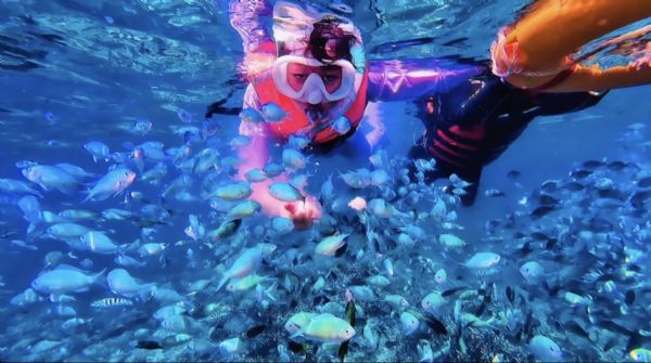 熱帶魚風暴(私人包船)